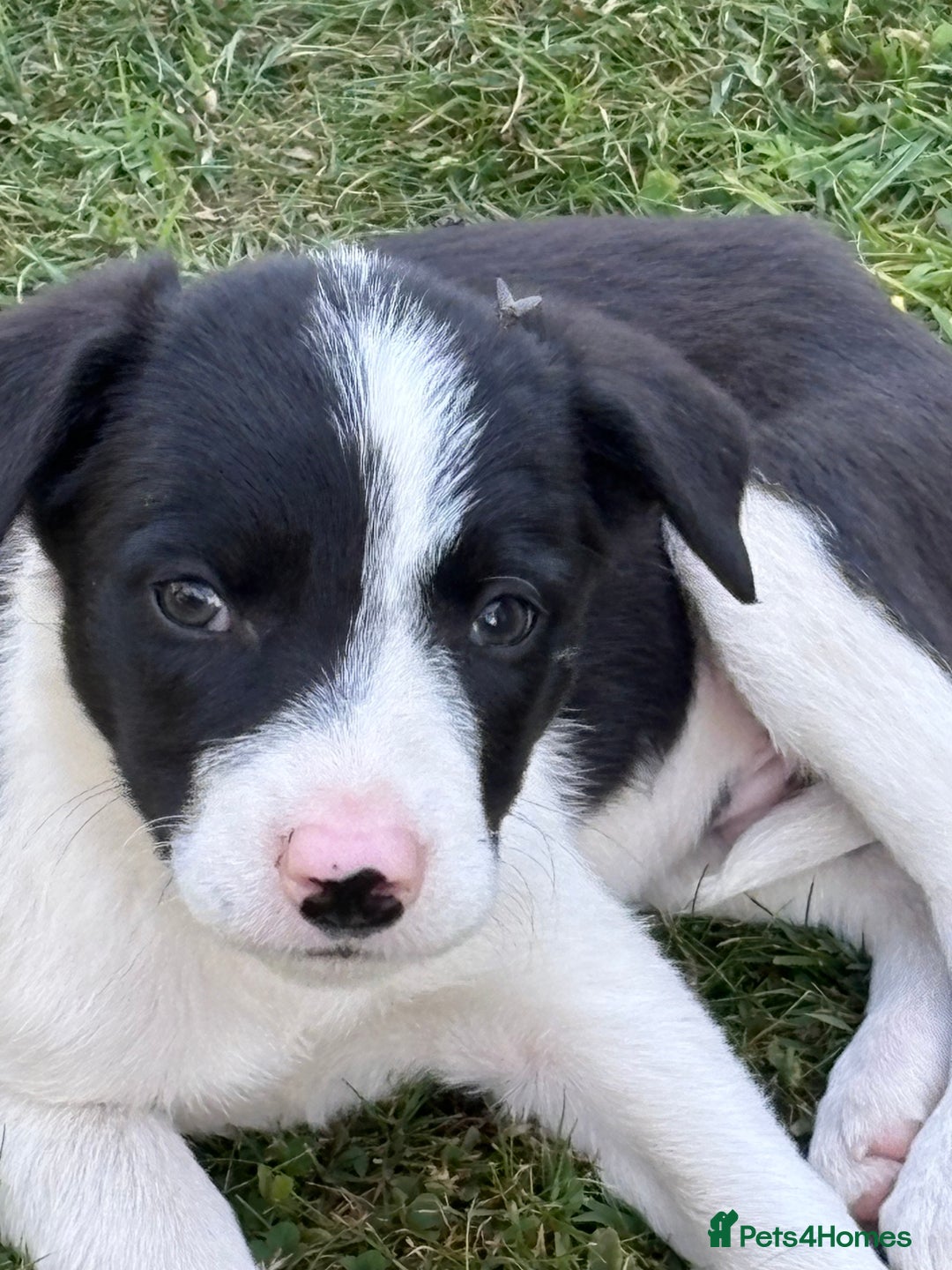 Border Collie dogs for sale: One Wonderful Boy Available - Image 3
