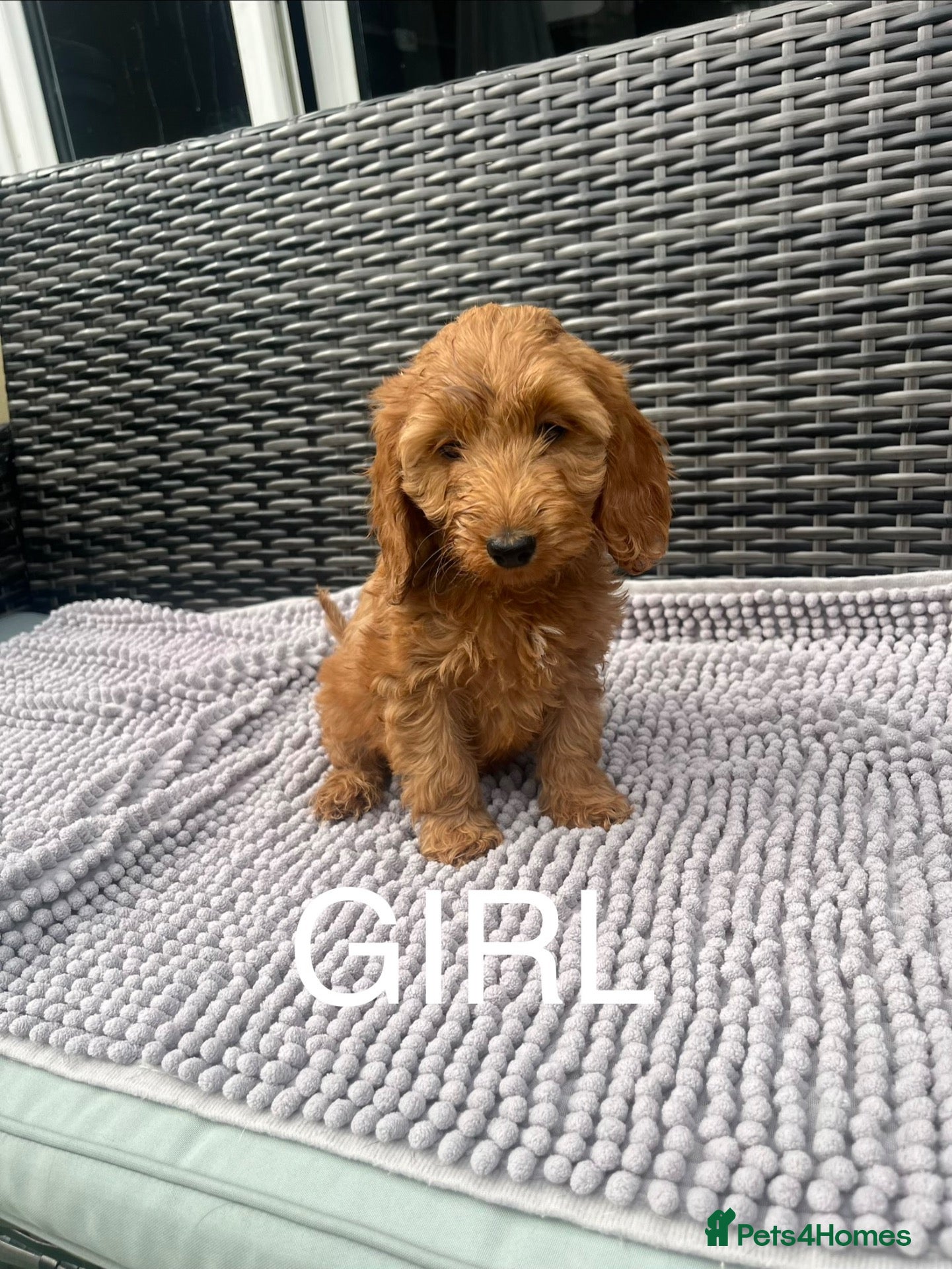 Cockapoo dogs Cockapoo puppies  - Advert 1