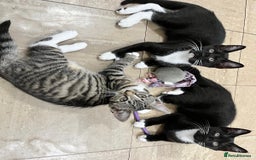 Mixed Breed cats for sale: Kittens looking for their forever home - Image 1
