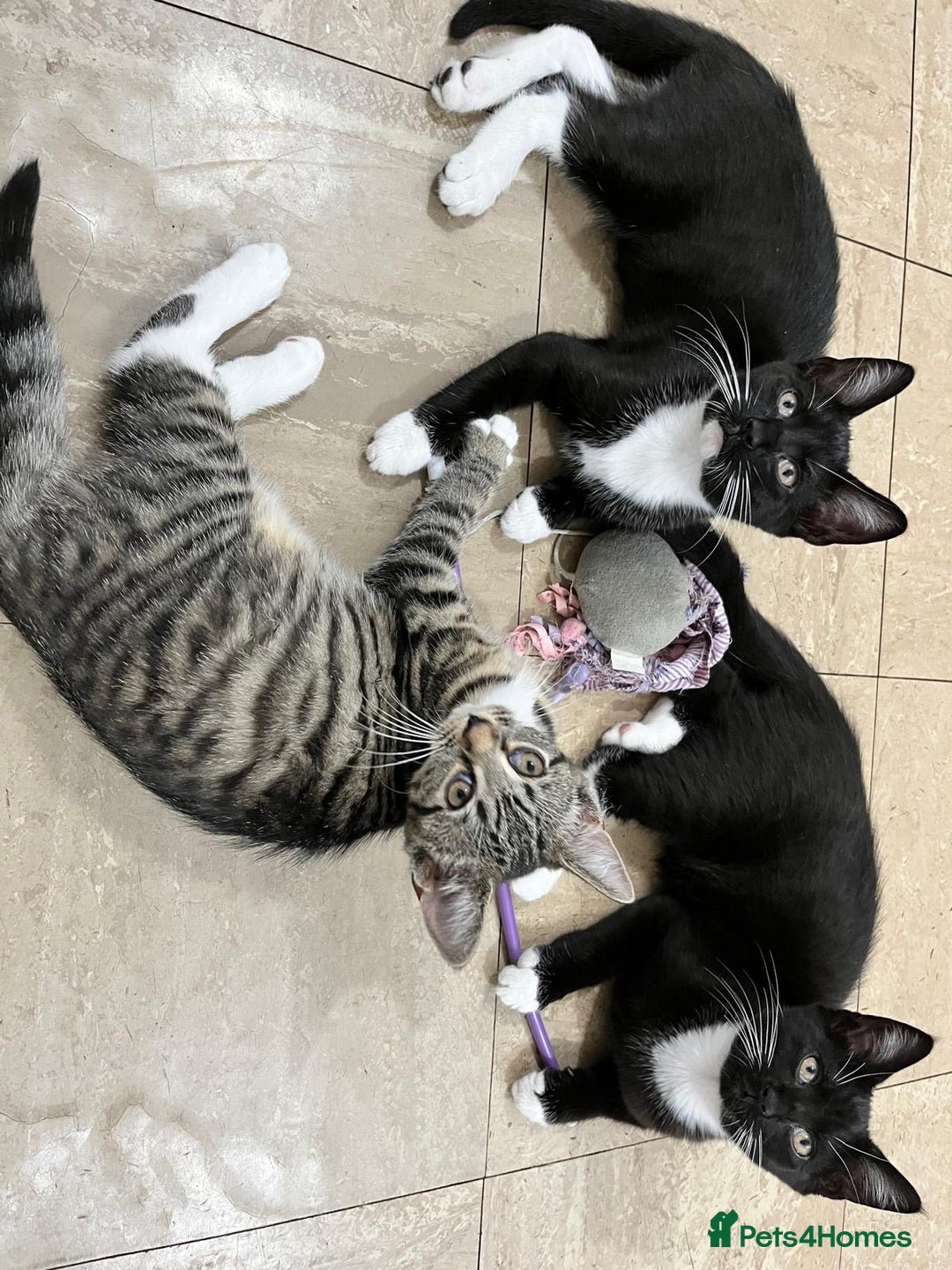Mixed Breed cats for sale: Kittens looking for their forever home - Image 1