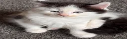 Mixed Breed cats for sale: 5 beautiful kittens for sale  - Advert 18
