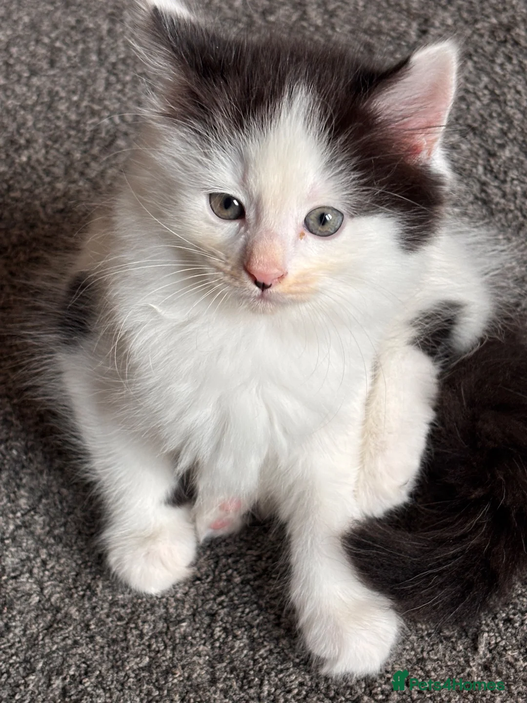 Mixed Breed cats for sale: 5 beautiful kittens for sale  - Advert 18