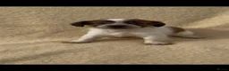 Jack Russell dogs for sale: **outstanding jack russell pups** in Poole - Advert 8