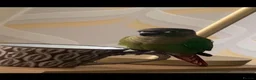 Conures birds for sale: Hand reared tame conure and kakarikis  - Advert 6