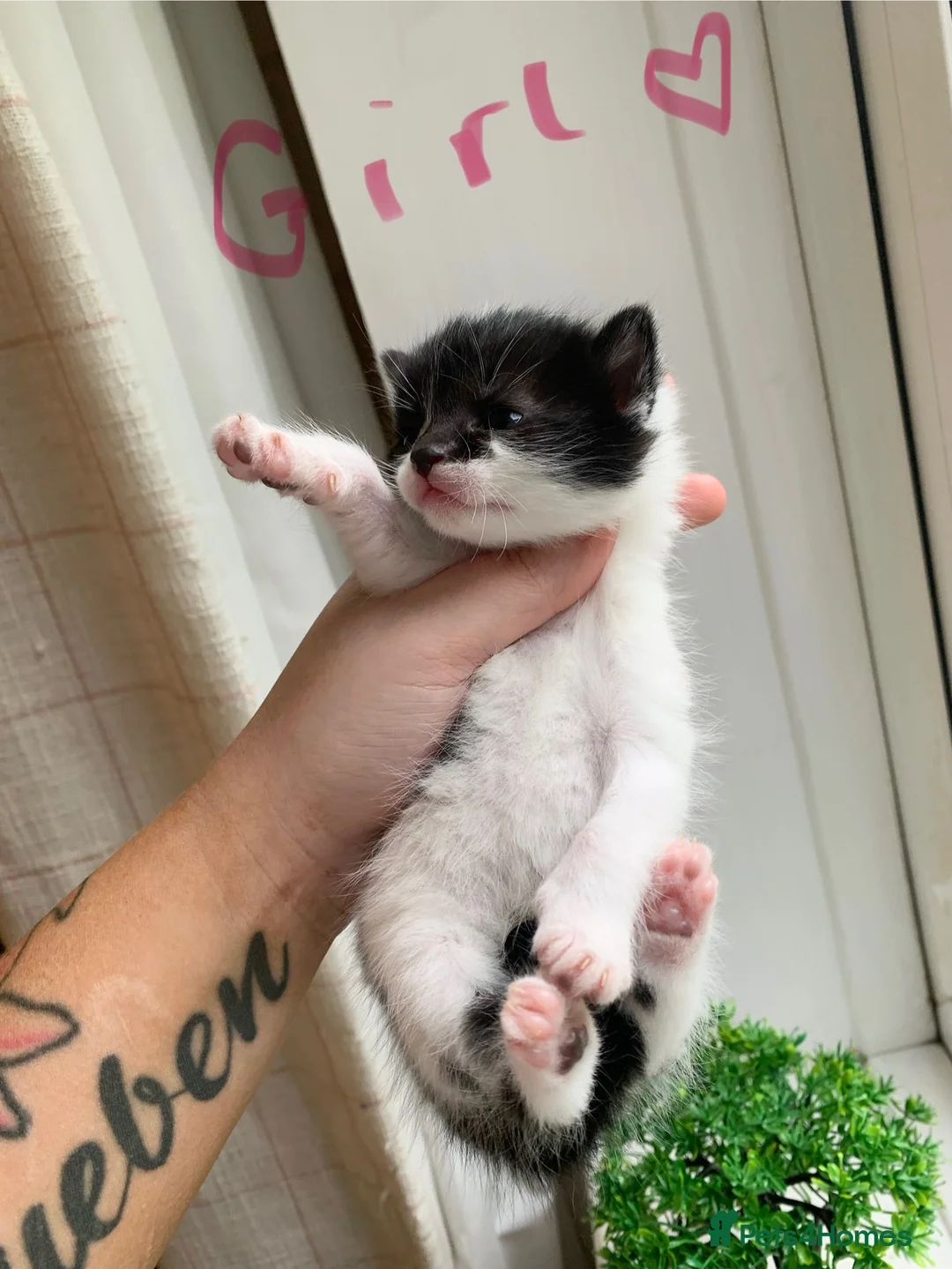 Mixed Breed cats for sale: kitten - Advert 4