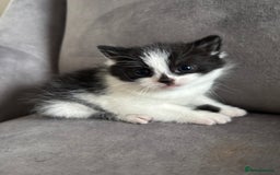 Mixed Breed cats for sale: Kittens 😸 MaineCoon x kittens READY TODAY ❤️😸🐈 - Image 28