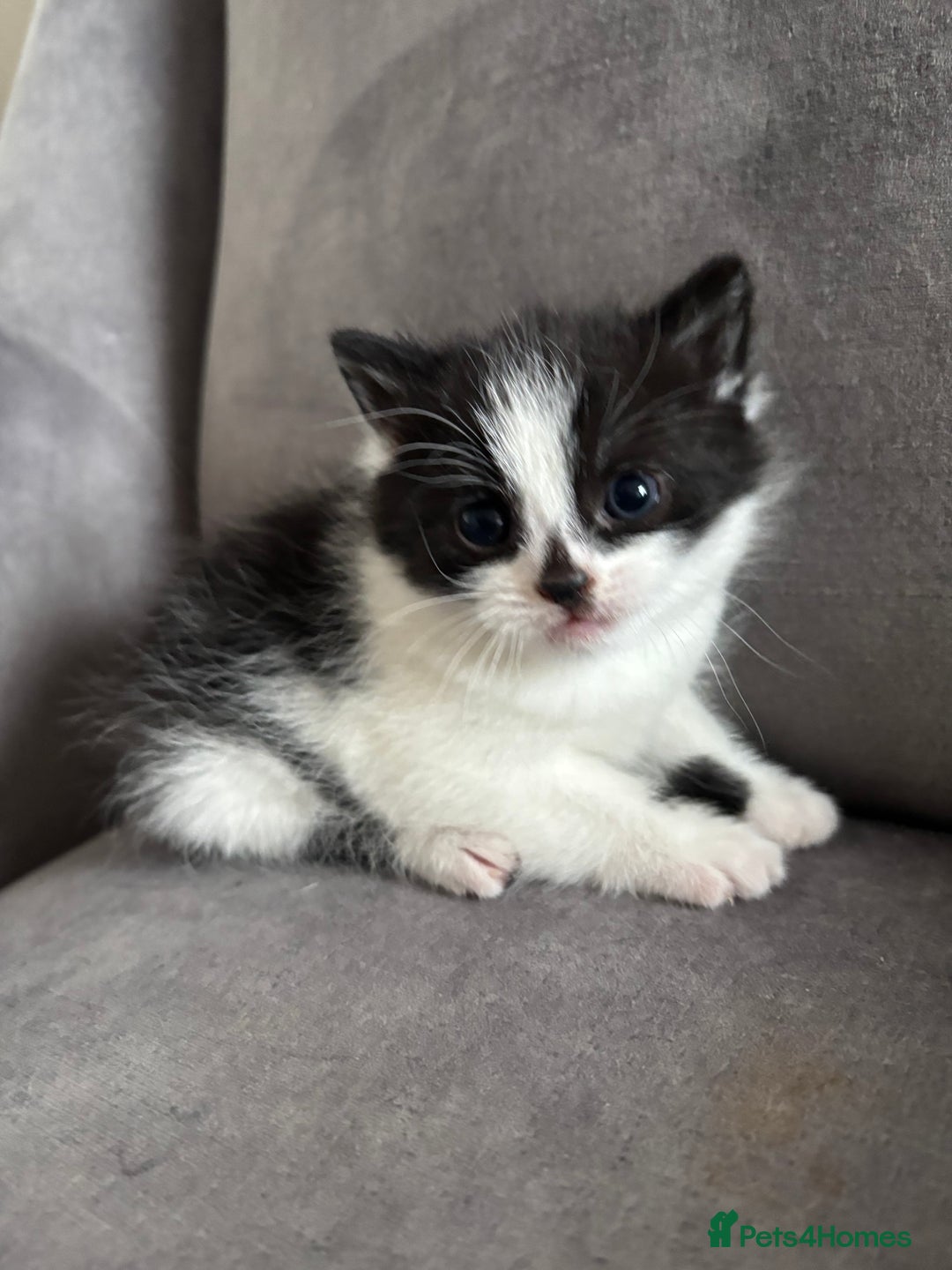 Mixed Breed cats for sale: Kittens 😸 MaineCoon x kittens READY TODAY ❤️😸🐈 - Image 28