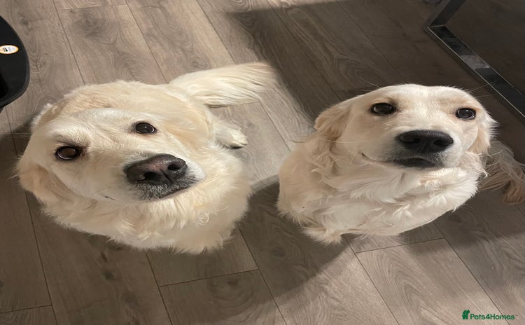 Golden Retriever dogs - Advert 2