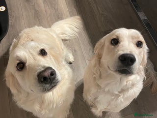 Golden Retriever dogs - Advert 35