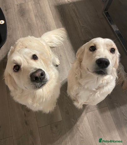 Golden Retriever dogs - Advert 1