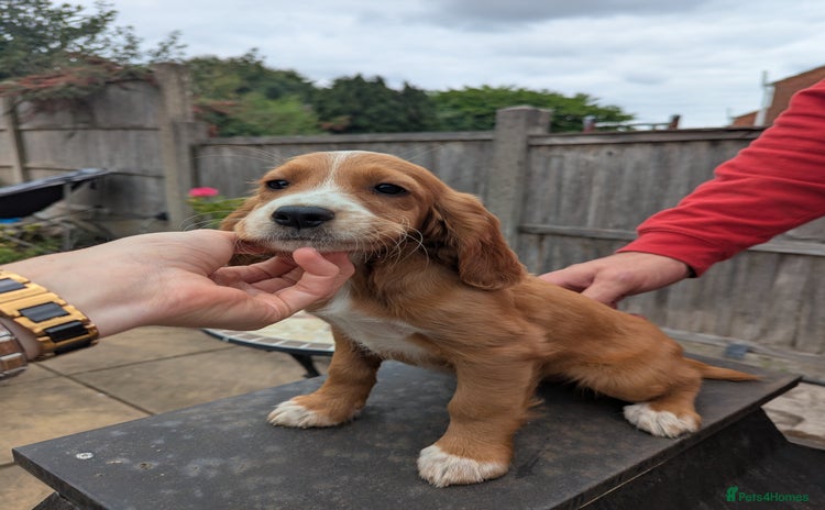 Cocker Spaniel dogs - Advert 4