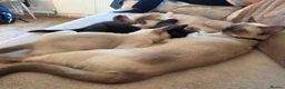 Burmese cats for sale: Burmese x kittens  - Advert 13