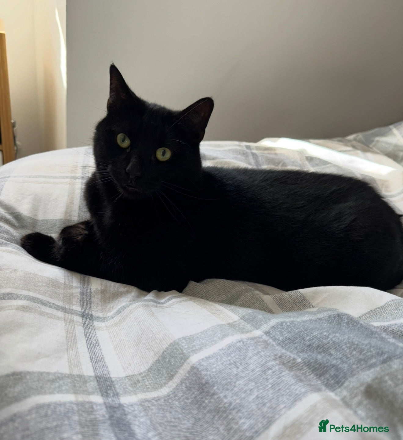 Domestic Shorthair cats 7 year old male house cat looking for a new home! - Advert 10