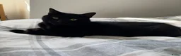 Domestic Shorthair cats for sale: 7 year old male house cat looking for a new home! in Ledbury - Advert 1