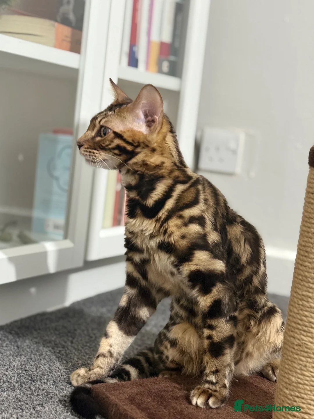 Bengal cats for sale: Beautiful 5-Month-Old Bengal Kitten in South Queensferry - Advert 2
