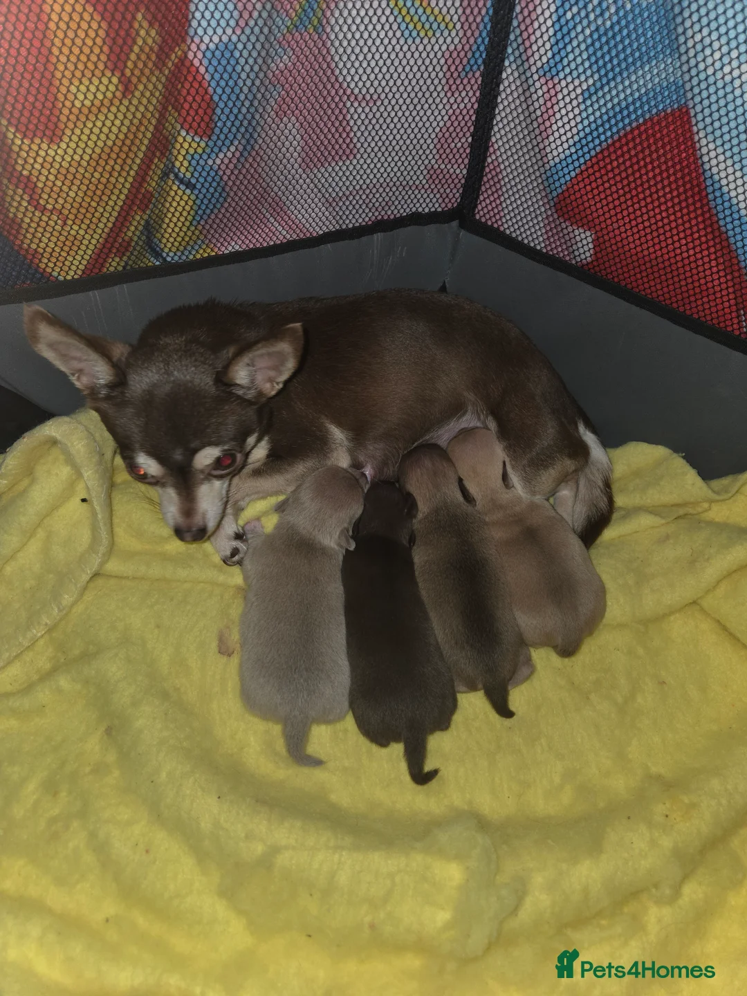 Chihuahua dogs for sale: 3 beautiful tiny chiuahua boys - Advert 1