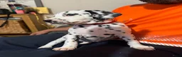 Dalmatian dogs for sale: RKG Dalmatian pups ready this weekend  - Advert 5