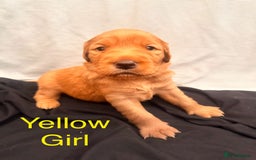 Labrador Retriever dogs for sale: Stunning Labrador Puppy's ( 4 girls, 3 boys ) - Image 23