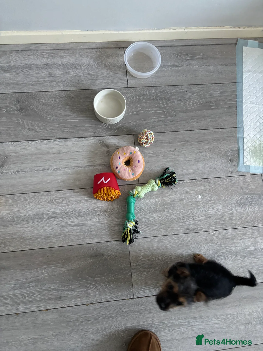 Chorkie dogs for sale: Cutest male Chorkie puppy - extra goodies included - Advert 4