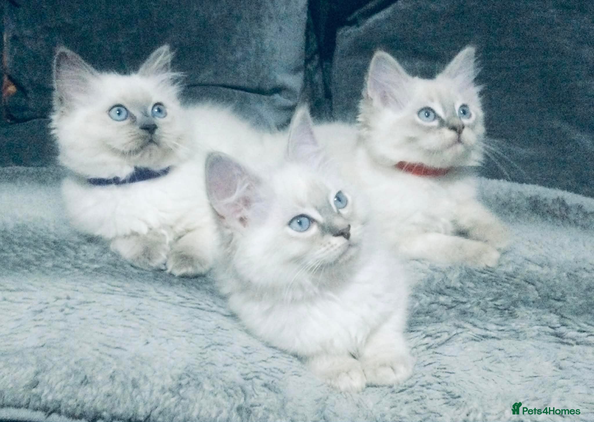 Ragdoll cats Ragdoll kittens girls - Advert 5