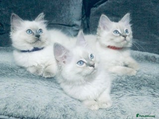 Ragdoll cats Ragdoll kittens girls - Advert 5