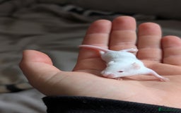 Mouse rodents for sale: Fancy mice - Image 4