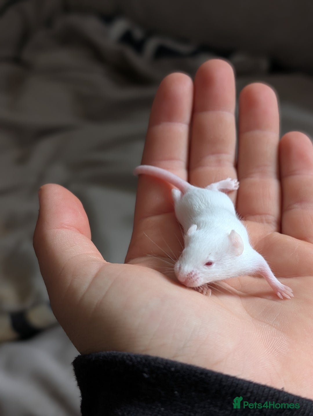 Mouse rodents for sale: Fancy mice - Image 4