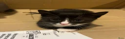 Mixed Breed cats for sale: Beautiful kittens  in Hereford - Advert 9
