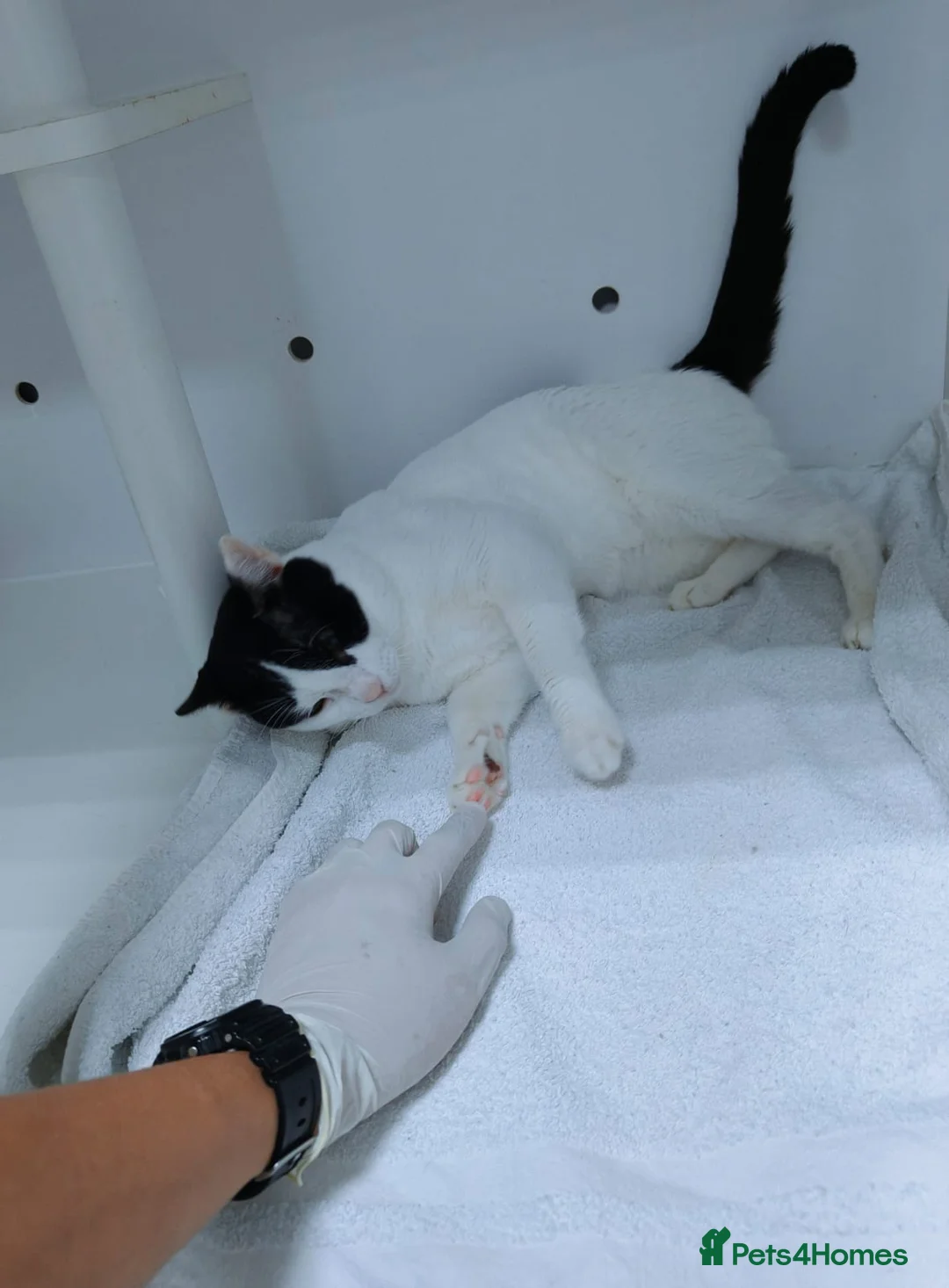 Mixed Breed cats for adoption: Zoom - playful and cuddly  - Advert 9