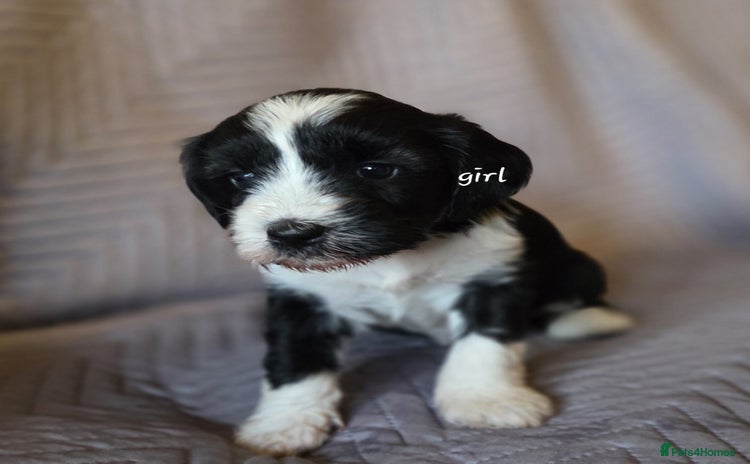 Tibetan Terrier dogs - Advert 1