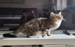 Domestic Shorthair cats for sale: 2 cats (nearly 1 year old)  - Image 1
