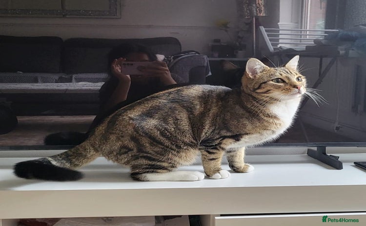 Domestic Shorthair cats - Advert 4