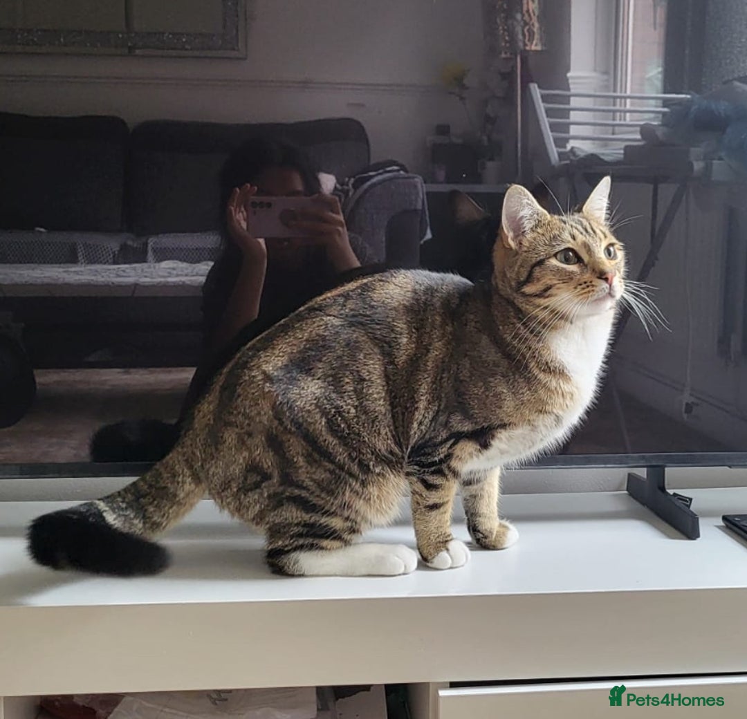 Domestic Shorthair cats for sale: 2 cats (nearly 1 year old)  - Image 1