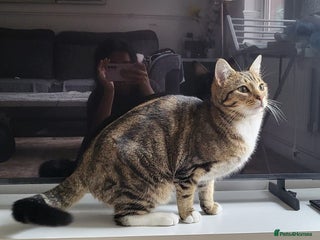 Domestic Shorthair cats - Advert 11