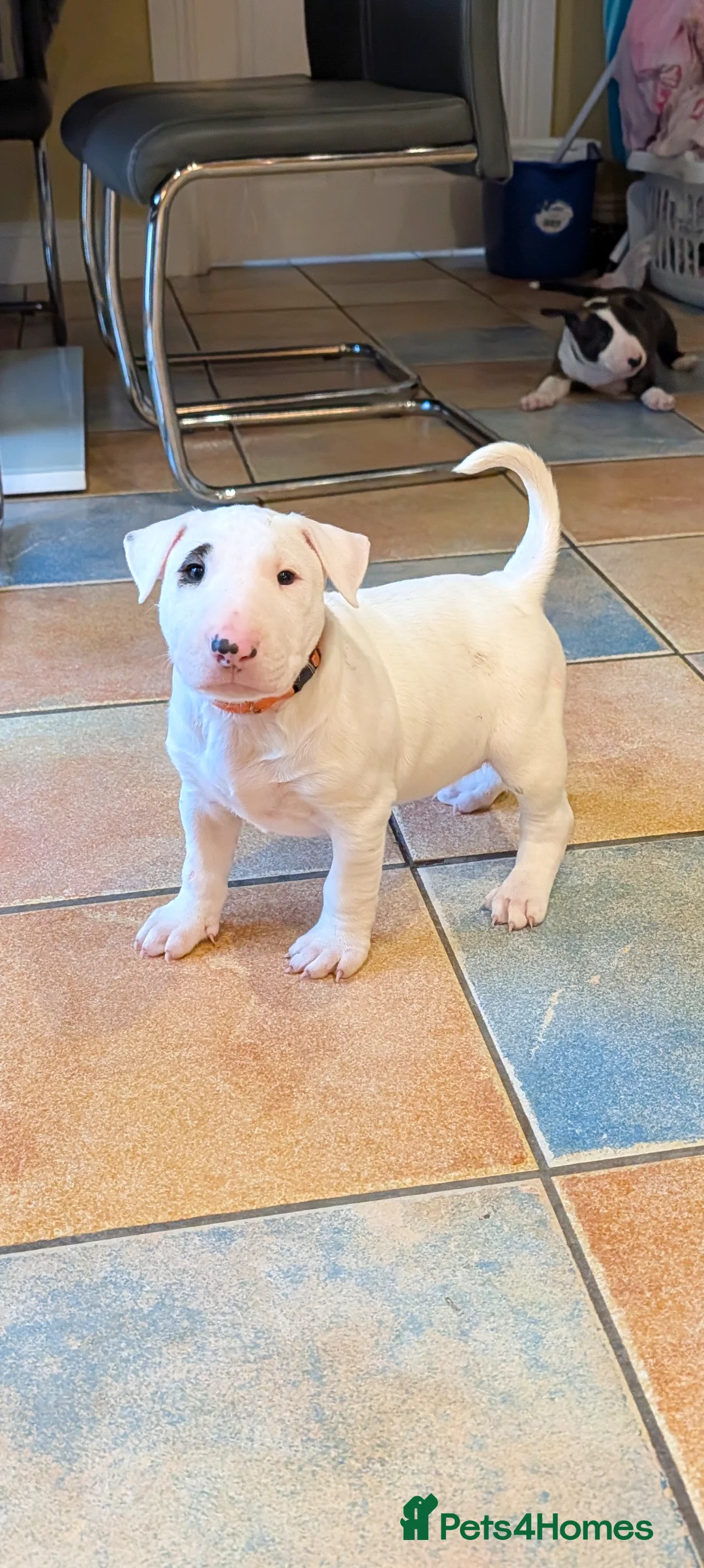 English Bull Terrier dogs for sale: English bull terrier pups - Advert 2