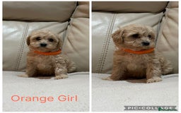 Cavapoo dogs for sale: Stunning F1 red Cavapoo Baby’s  - Image 3