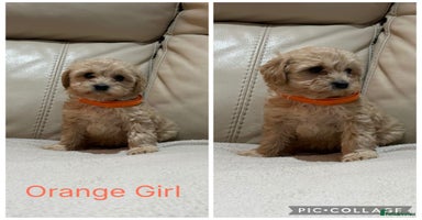 Cavapoo dogs - Advert 5