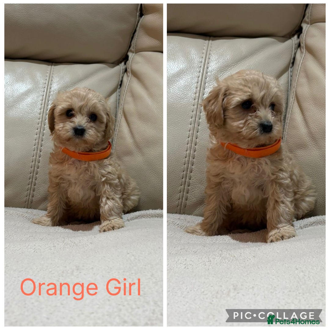 Cavapoo dogs for sale: Stunning F1 red Cavapoo Baby’s  - Image 3