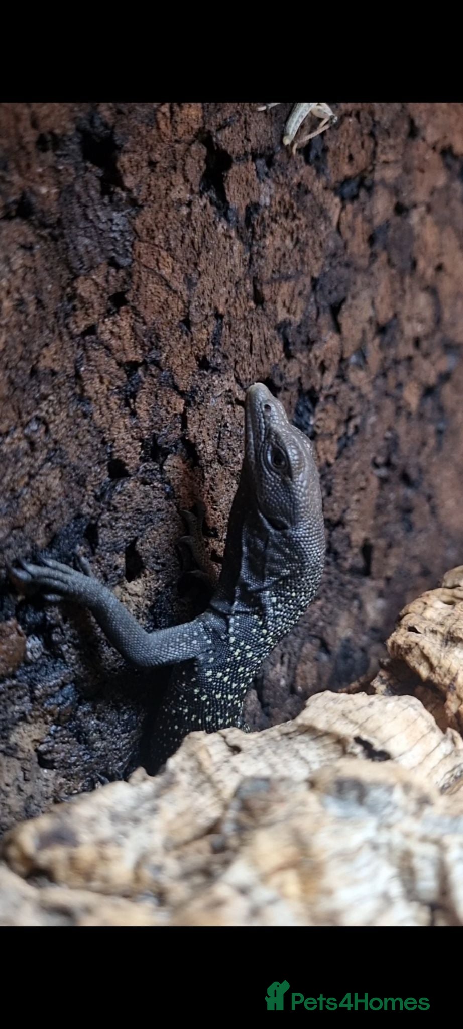 Monitor reptiles Ukcb varanus beccarii  - Advert 2