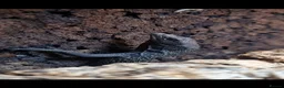 Monitor reptiles for sale: Ukcb varanus beccarii  - Advert 1