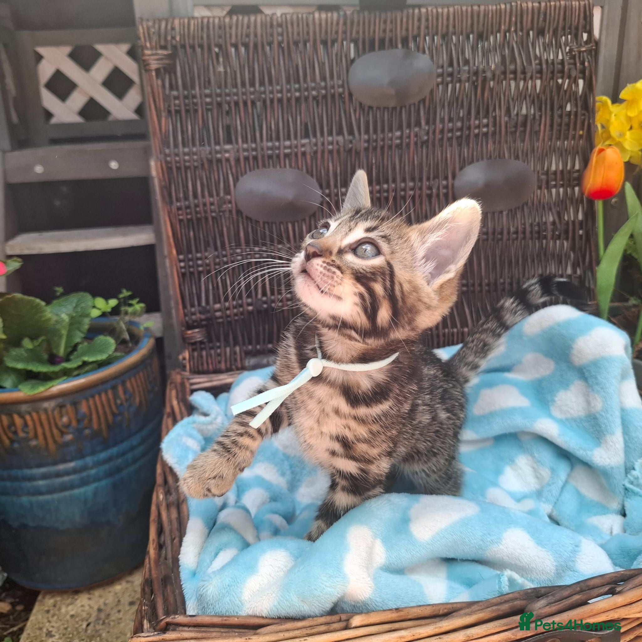 Bengal cats Stunning Bengal Kittens  - Advert 9