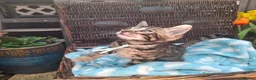 Bengal cats for sale: Stunning Bengal Kittens  - Advert 10