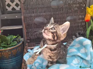 Bengal cats Stunning Bengal Kittens - Advert 9
