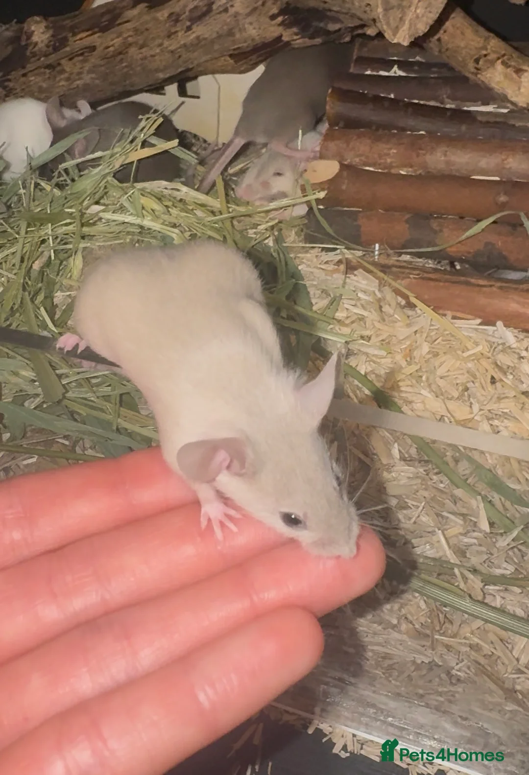 Mouse rodents for sale: Fancy Mice - Advert 2