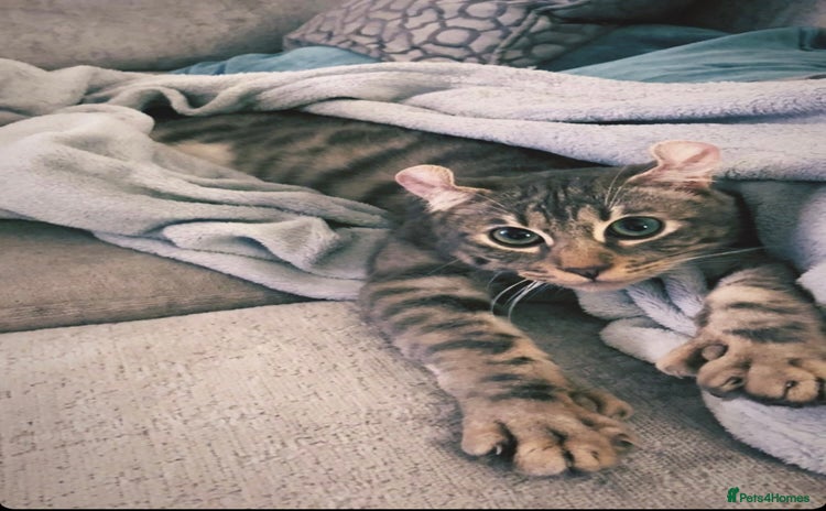 Keetso cats - Advert 1