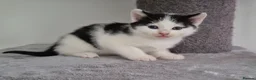 Mixed Breed cats for sale: Kittens  - Advert 9