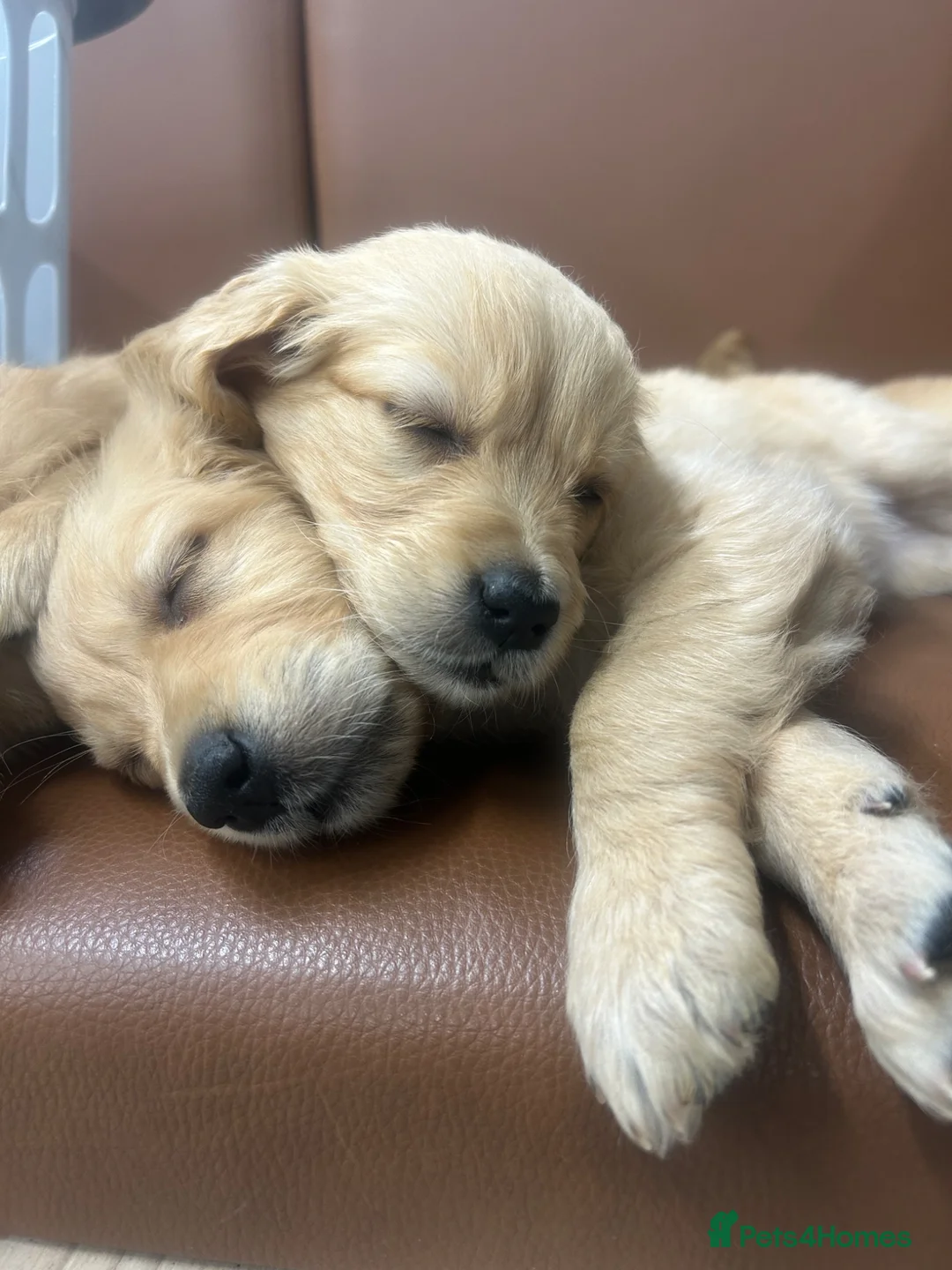 Golden Retriever dogs for sale: Golden retriever puppy’s for sale - Advert 1