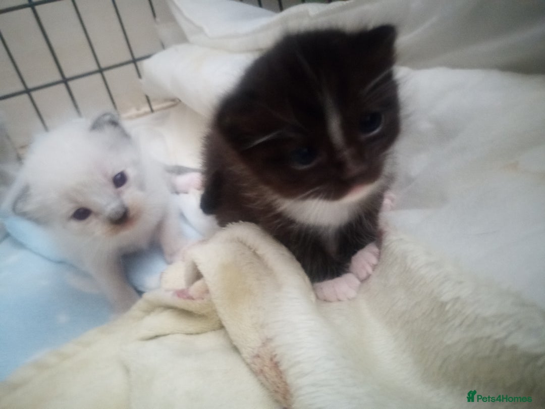 Ragdoll cats for sale: Ragdoll kittens  - Image 10