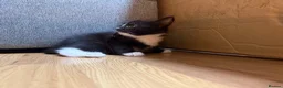 Korat cats for sale: Kittens Looking for Their Forever Homes - Advert 30