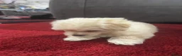 Morkie dogs for sale: 3 morkie puppies  - Advert 17